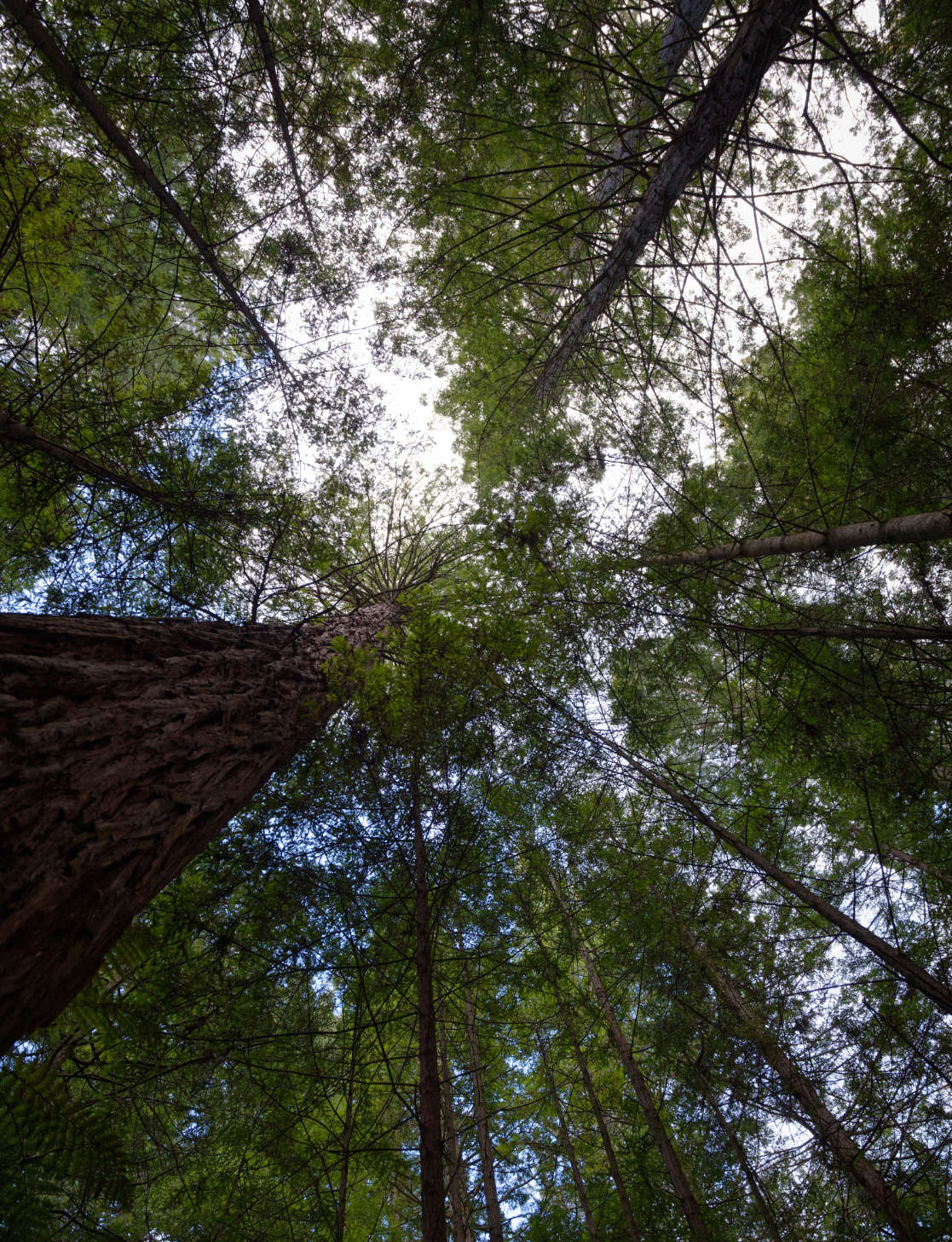 Redwoods in Rotorua